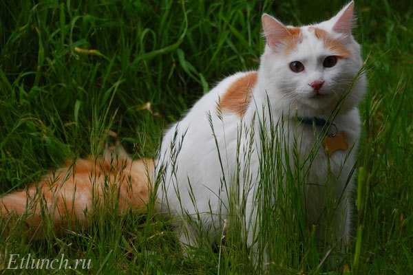 Самые редкие и необычные породы кошек. Турецкий ван